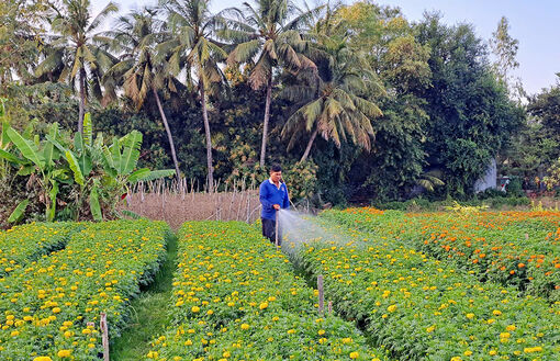 Tăng thu nhập từ nghề trồng hoa