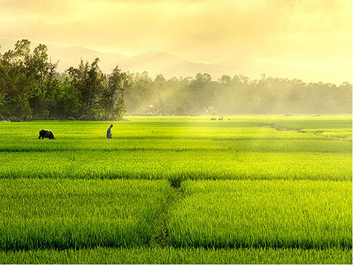 Tháng Giêng theo mẹ ra đồng