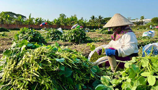 Nông nghiệp Phú Tân kỳ vọng tiếp tục đổi mới