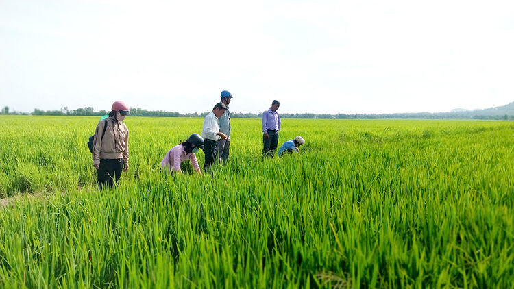 Thăm đồng kiểm tra tình hình dịch hại trên lúa đông xuân