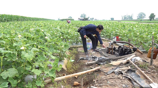 Tân Châu chủ động phòng, chống bệnh khảm trên hoa màu