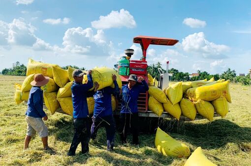 Nông dân vào vụ thu hoạch lúa đông xuân