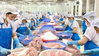 Khối thị trường CPTPP vươn lên vị trí thứ hai về nhập khẩu cá tra Việt Nam