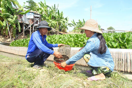 Mô hình nuôi cua đồng