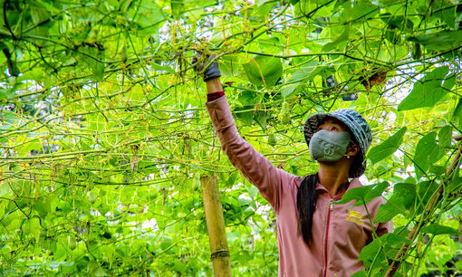 Những người định cư ở “lưng trời”