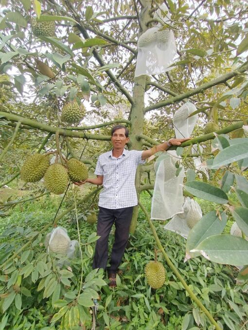 Hoàn thiện quy trình xử lý ra hoa nghịch vụ cây sầu riêng