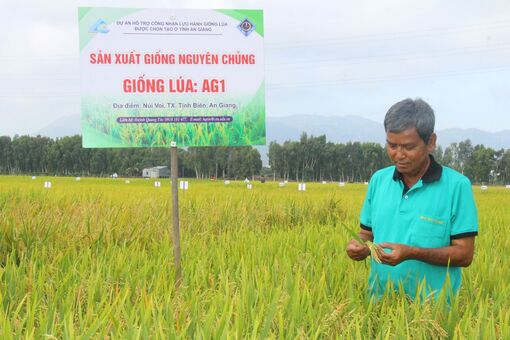 Nông dân đam mê lai chọn giống lúa