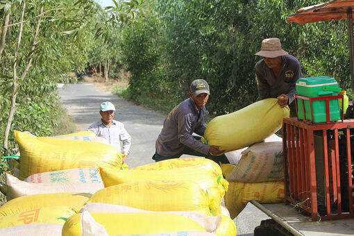 Thị trường lúa gạo đang “ấm dần”