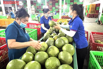 Xuất khẩu rau quả gặp khó, nhà vườn đối mặt nhiều rủi ro