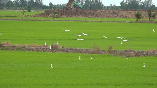 Cánh cò nhuộm trắng tuổi thơ