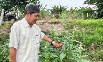 Nông dân ứng dụng “2 lúa 1 màu”