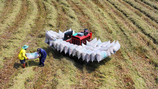 Chuyển đổi nông nghiệp sinh thái trong chuỗi giá trị lúa gạo