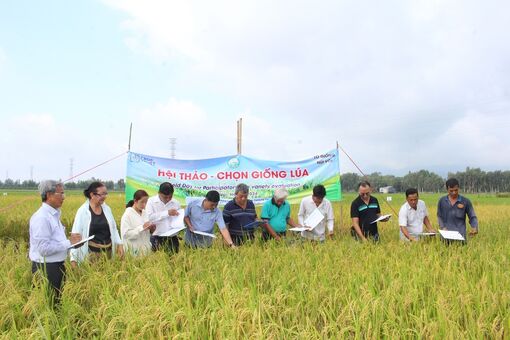 Sớm khơi thông thị trường xuất khẩu gạo