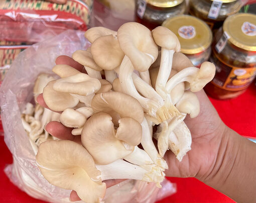 Hiệu quả nghề trồng nấm ăn