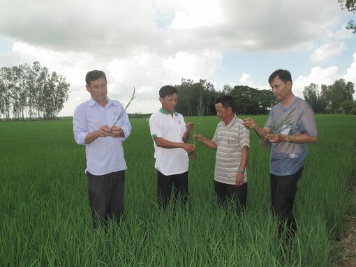 Tân Châu phát triển hợp tác xã, tổ hợp tác gắn với tổ chức sản xuất