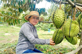 Mùa sầu riêng núi Dài