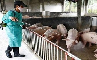 Thủ tục hỗ trợ cơ sở sản xuất bị thiệt hại do dịch bệnh động vật