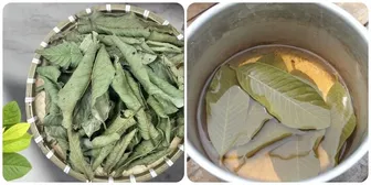 Uống nước lá ổi khô có tác dụng gì?