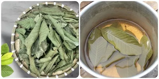 Uống nước lá ổi khô có tác dụng gì?