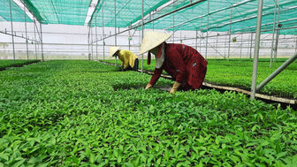 Kết quả bước đầu trong chuyển đổi cơ cấu cây trồng