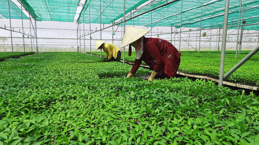 Kết quả bước đầu trong chuyển đổi cơ cấu cây trồng