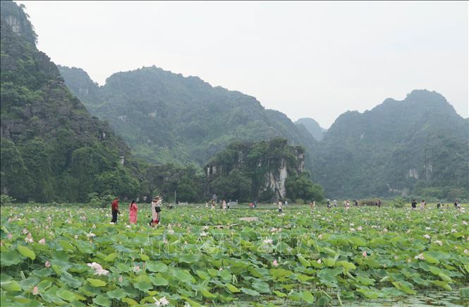 Hương sen đất Cố đô - Sức sống mới cho du lịch nông nghiệp Ninh Bình