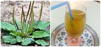 Cây mã đề nấu nước uống có tác dụng gì?