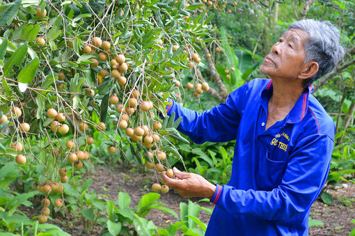 Hương nhãn đầu mùa