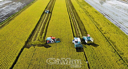 “Chắp cánh” hạt gạo đất Chín Rồng