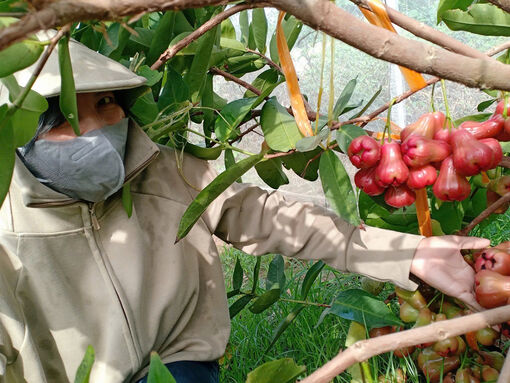 Trồng mận An Phước trong nhà màng, cho thu nhập ổn định