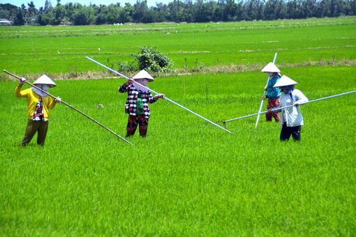 Nông dân gặp khó khăn trong sản xuất lúa hè thu