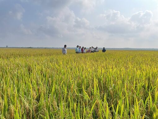 Sản xuất lúa hè thu gặp khó khăn