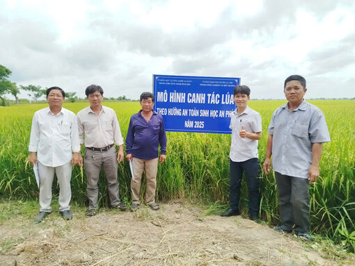 Tổng kết mô hình sản xuất lúa an toàn sinh học ở An Phú