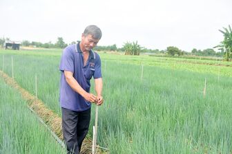 Vùng chuyên canh rau màu Bình Thủy