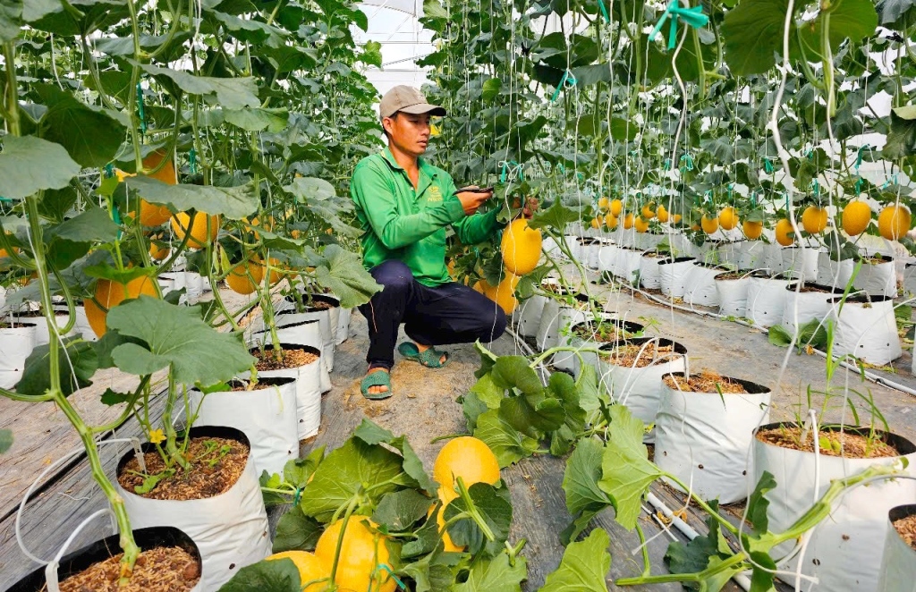 An Giang phát triển nông nghiệp ứng dụng công nghệ cao