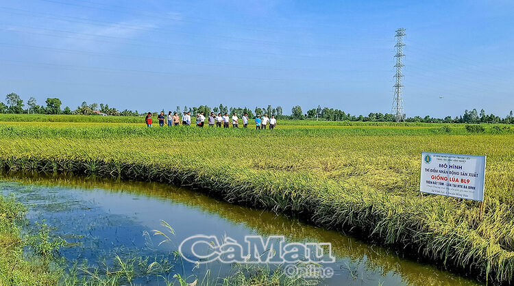 Nhân rộng giống lúa BL9 trên đất nuôi tôm