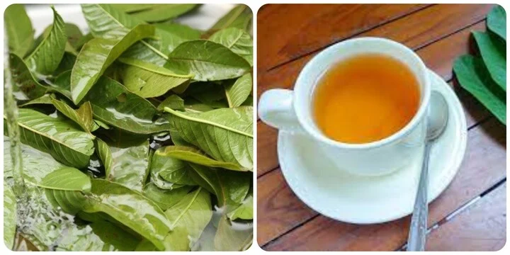 Uống nước lá ổi thay nước lọc hàng ngày có tốt?