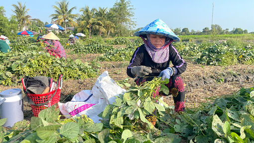 Lao động thời vụ có thêm thu nhập