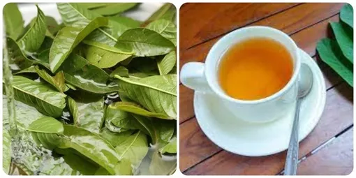 Uống nước lá ổi thay nước lọc hàng ngày có tốt?