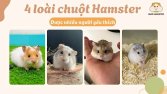 Tổng hợp các giống chuột hamster dễ nuôi và thân thiện