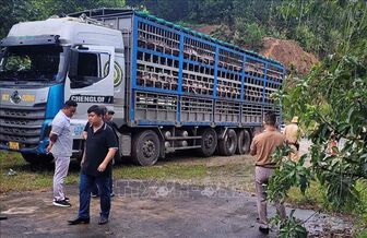 Phát hiện ngăn chặn và tiêu hủy 14 tấn lợn bị dịch tả Châu Phi