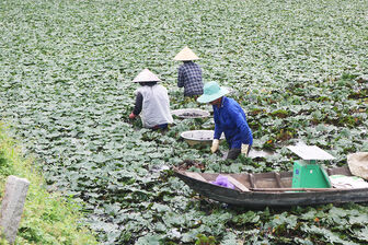 Hiệu quả mô hình trồng màu vụ 3