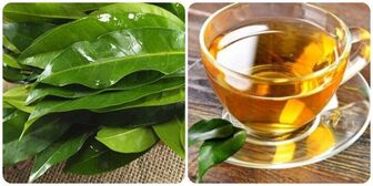 Uống nước vối có tốt cho gan, thận?