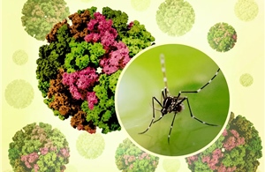 Bộ Y tế nói gì về nguy cơ dịch bệnh Chikungunya xâm nhập vào Việt Nam?