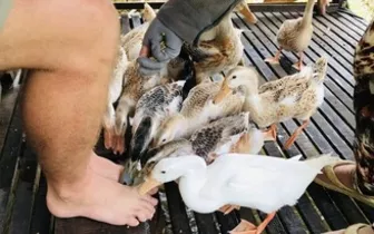 Độc đáo 'massage vịt' ở xứ cồn miền Tây