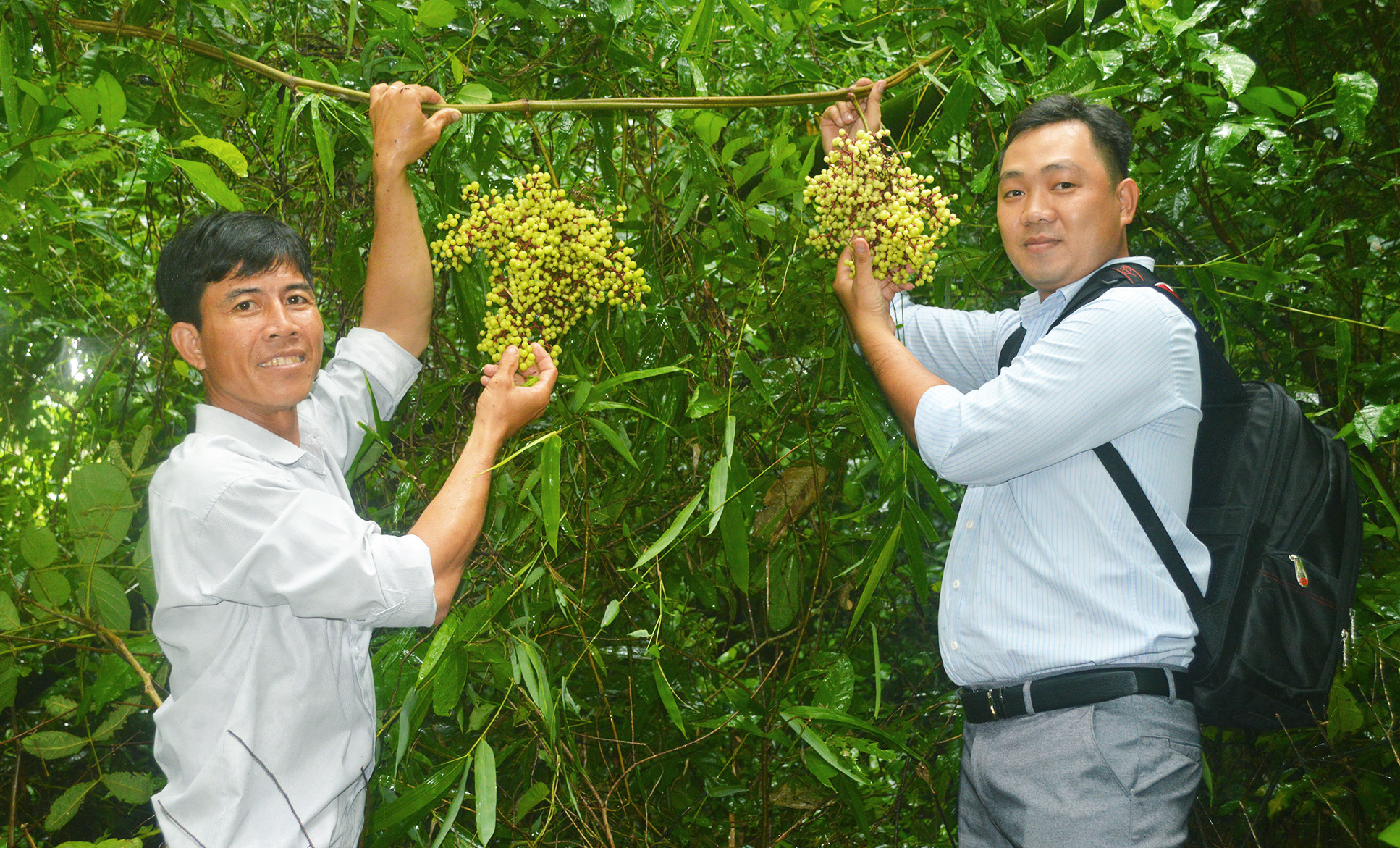 Dân dã nho rừng