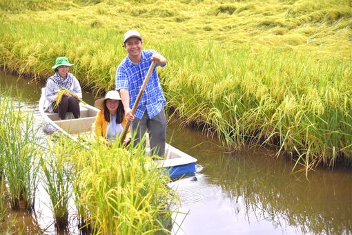 Nông dân An Biên nâng chất hạt lúa