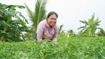 Trồng ớt trên bờ bao, thu hàng chục triệu đồng