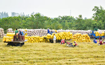 Nâng tầm hạt gạo An Giang