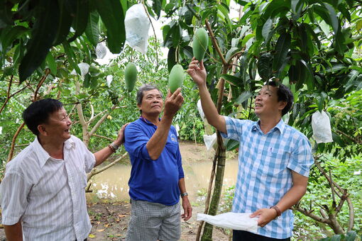 Trái xoài viết nên câu chuyện kinh tế Cù Lao Giêng